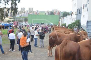 La feria de ganado, atractivo principal de la jornada matutina en Jinámar (Foto Antonio Alí y Francisco Javier Santana)